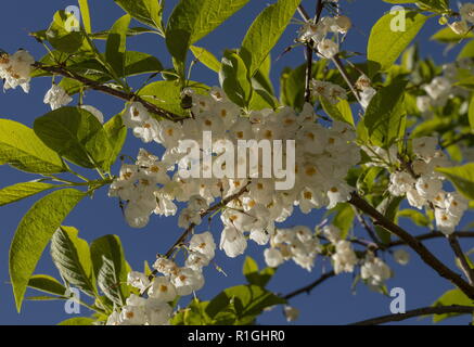 Montagna, silverbell Halesia monticola, nel pieno fiore. Foto Stock