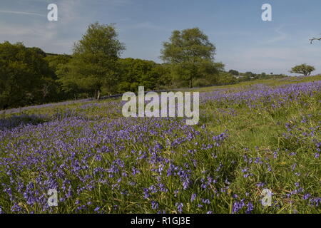 Fitta bluebell cotica erbosa nel maggio sulla terra comune al lato Ashway, Tarr passi, Barle Valley, Exmoor. Foto Stock