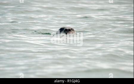 Il porto (o porto) guarnizione (Phoca vitulina), noto anche come la guarnizione comune, è una vera e propria guarnizione di tenuta che si trova lungo la temperata e Artico litorali marini del Foto Stock