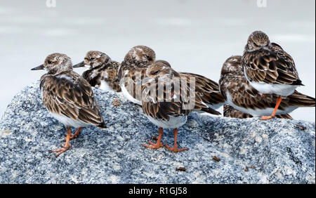 Piccolo gruppo di voltapietre Arenaria interpres appoggiato sulle rocce a Tybee Island Beach vicino a Savannah in Georgia negli Stati Uniti Foto Stock