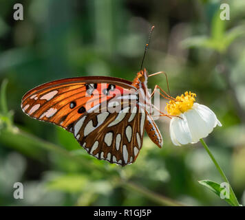 La parte inferiore del golfo di alimentazione o fritillary passione butterfly Agraulis vanillae alimentare fra le dune a Tybee Island vicino a Savannah in Georgia US Foto Stock