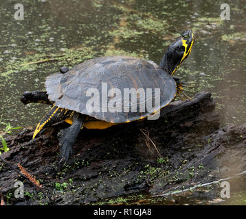 A becco giallo slider turtle in appoggio su un log al Savannah National Wildlife Refuge in Carolina del Sud NEGLI STATI UNITI Foto Stock