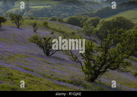 Fitta bluebell cotica erbosa nel maggio sulla terra comune al lato Ashway, Tarr passi, Barle Valley, Exmoor. Foto Stock