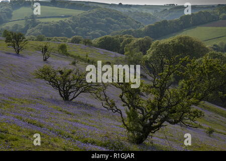 Fitta bluebell cotica erbosa nel maggio sulla terra comune al lato Ashway, Tarr passi, Barle Valley, Exmoor. Foto Stock