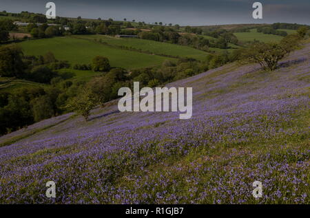 Fitta bluebell cotica erbosa nel maggio sulla terra comune al lato Ashway, Tarr passi, Barle Valley, Exmoor. Foto Stock