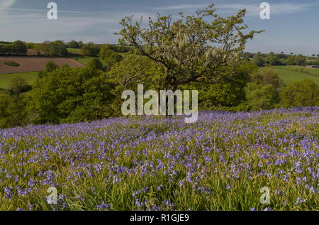 Lichen coperte vecchie biancospino nella fitta bluebell cotica erbosa nel maggio sulla terra comune al lato Ashway, Tarr passi, Barle Valley, Exmoor. Foto Stock