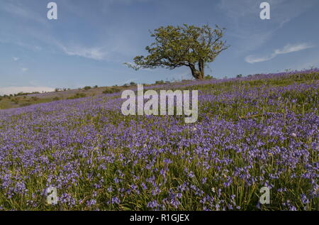 Lichen coperte vecchie biancospino nella fitta bluebell cotica erbosa nel maggio sulla terra comune al lato Ashway, Tarr passi, Barle Valley, Exmoor. Foto Stock