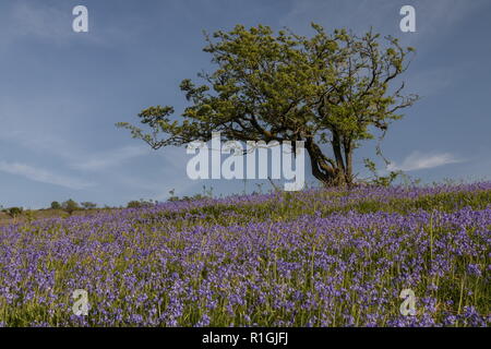 Lichen coperte vecchie biancospino nella fitta bluebell cotica erbosa nel maggio sulla terra comune al lato Ashway, Tarr passi, Barle Valley, Exmoor. Foto Stock