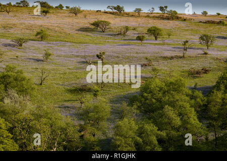 Fitta bluebell cotica erbosa nel maggio sulla terra comune al lato Ashway, Tarr passi, Barle Valley, Exmoor. Foto Stock