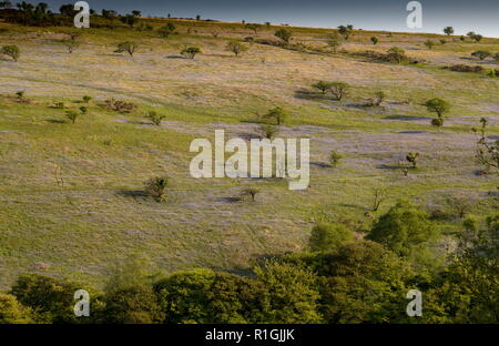 Fitta bluebell cotica erbosa nel maggio sulla terra comune al lato Ashway, Tarr passi, Barle Valley, Exmoor. Foto Stock