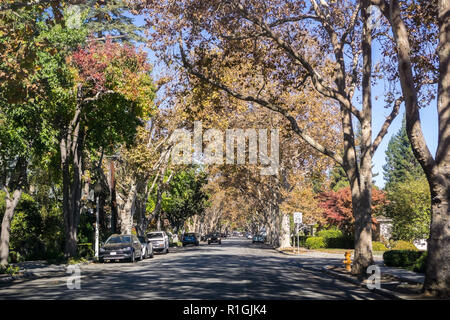 Viale alberato in un quartiere residenziale su una soleggiata giornata autunnale, Palo Alto, la baia di San Francisco, California Foto Stock
