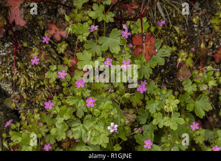 Shining cranesbill, Geranium lucidum, in fiore in primavera sul vecchio muro, Exmoor. Foto Stock