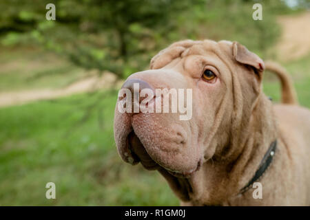 Gravi cane volto ritratto contro natura brillante background e tavole di legno. Di razza Shar Pei cane con occhi intelligenti. Close up doggy all'esterno. Shar-pei sta cercando da parte.spazio copia Foto Stock