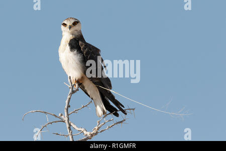 Nero Kite alato ( Elanus caeruleus ), aka. Nero Kite con spallamento ; un adulto appollaiato su un ramo, il Parco Nazionale di Etosha, Namibia Africa Foto Stock