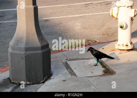 California crow (Corvus brachyrhynchos) cercando di ottenere il cibo al di fuori di un sandwich di plastica borsa su un marciapiede in San Francisco, California, Stati Uniti d'America; inquinamento. Foto Stock