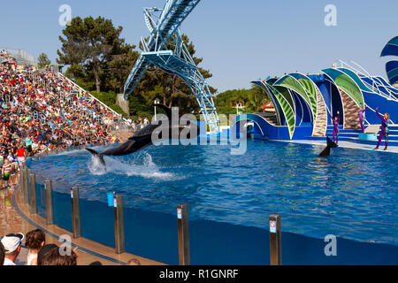 A breve alettato balene pilota di eseguire durante il Dolphin Giorni mostra, il SeaWorld di San Diego, California, Stati Uniti. Foto Stock