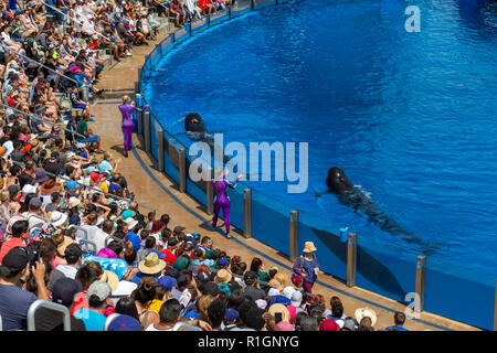 A breve alettato balene pilota di eseguire durante il Dolphin Giorni mostra, il SeaWorld di San Diego, California, Stati Uniti. Foto Stock