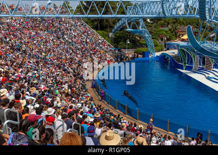 A breve alettato balene pilota di eseguire durante il Dolphin Giorni mostra, il SeaWorld di San Diego, California, Stati Uniti. Foto Stock