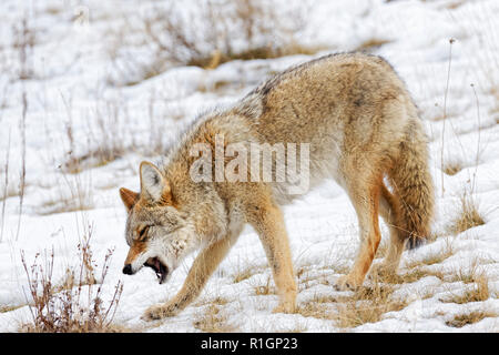 42,757.09725 close up coyote in piedi a testa in giù la tosse strozzamento a rimuovere il cibo catturato in bocca Gola, Cold Winter Snow snowy pendio erboso Foto Stock