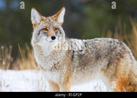 42,757.09742 extreme close up di Coyote fiancata in piedi nella neve, puntando verso sinistra & guardando lateralmente verso di voi, sfondo scuro Foto Stock
