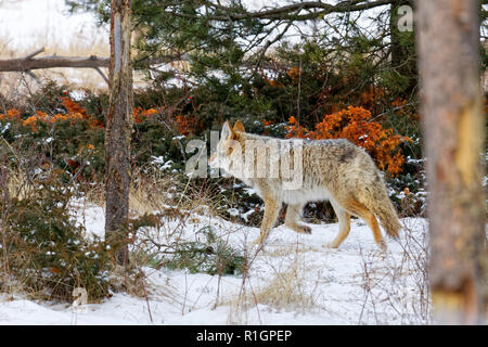 43,110.08678 Coyote muovendosi attraverso la caccia di trotto in viaggio nel freddo inverno la neve e la foresta di conifere arbusti spazzola di sottobosco Foto Stock