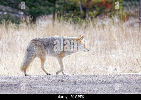 Coyote 43,124.09539 camminando lentamente verso il basso, camminando su un freddo inverno di ghiaia, con alte erba Morta e gli alberi in background Foto Stock