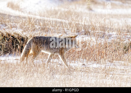 43,124.09542 Coyote a piedi nella neve snowy frosty tall erba Morta Foto Stock