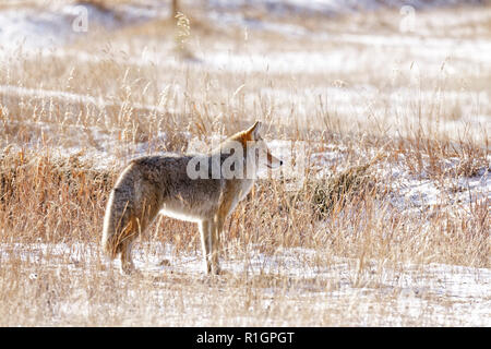 43,124.09543 Coyote in piedi nella neve snowy frosty tall erba Morta Foto Stock