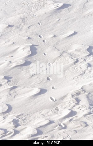 42,748.08781 close up di coyote piste che attraversano a piedi nella neve fresca Foto Stock