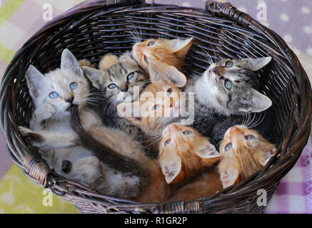 Sette gatti di strada, 2 mese vecchio, giacente in un cestello Foto Stock