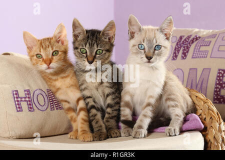 Tre gattini, 10 settimane di età, seal tabby point, nero tabby e Rosso tabby ,seduto su un cuscino Foto Stock