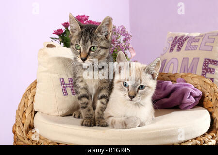 Due gattini, 10 settimane di età, seal tabby point e black tabby, seduto su un cuscino Foto Stock