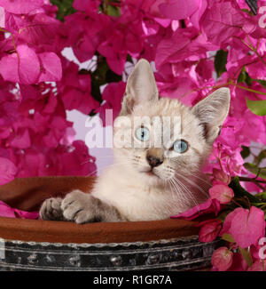 Gattino, 3 mese vecchio, seal tabby point, seduti in un vaso di fiori con buganvillee fiorite Foto Stock