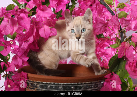 Gattino, 3 mese vecchio, seal tabby point, seduti in un vaso di fiori con buganvillee fiorite Foto Stock
