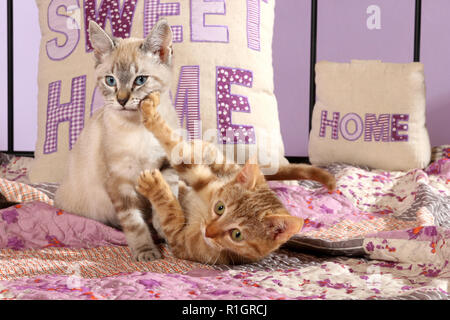 Due gattini, 3 mese vecchio, seal tabby point e Rosso tabby, combattendo gli uni con gli altri Foto Stock