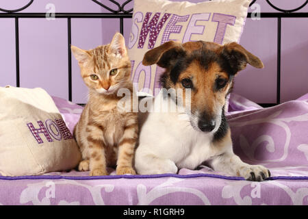 Jack Russell cane e un gattino, 2 mese vecchio, Rosso tabby, giacente insieme su un letto Foto Stock