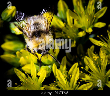 Bumble Bee (Bombus lapidarius) occupato per raccogliere il polline e il nettare da un giallo Tutsan(Hypericum androsaemum) fiore. Greater Manchester, Regno Unito, 2018 Foto Stock