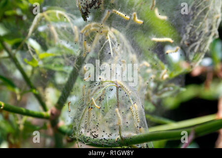 Silky web pullula di fame webworm larva prima che crescono per diventare ultmately Ailanthus Webworm Falene Foto Stock