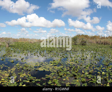 Una vista panoramica di uno stagno in un remoto South Florida ubicazione che è coperto di ninfee Foto Stock