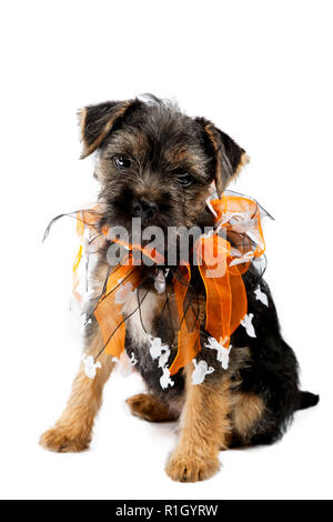 Studio shot di un blu e tan border terrier cucciolo vestito per la festa di Halloween. Foto Stock