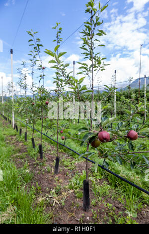 Le mele su superfici irrigate di alberi in un frutteto commerciale, Trentino, Italy. Foto Stock