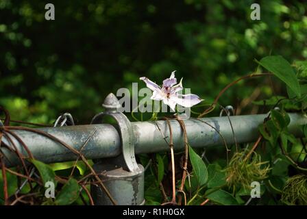 Viola la clematide gypsy queen fiore cresce su una catena collegamento recinto Foto Stock