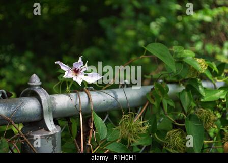 Viola la clematide gypsy queen fiore cresce su una catena collegamento recinto Foto Stock