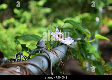 Viola la clematide gypsy queen fiore cresce su una catena collegamento recinto Foto Stock