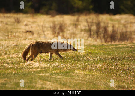 Coyote sul prowl cercando un pasto Foto Stock