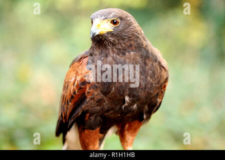 La Harris's hawk (Parabuteo unicinctus) precedentemente noto come la baia-winged hawk o dusky hawk, è un medio-grande rapace Foto Stock