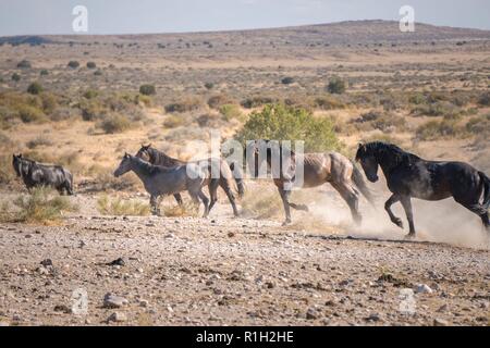 Cavalli selvaggi in movimento Foto Stock