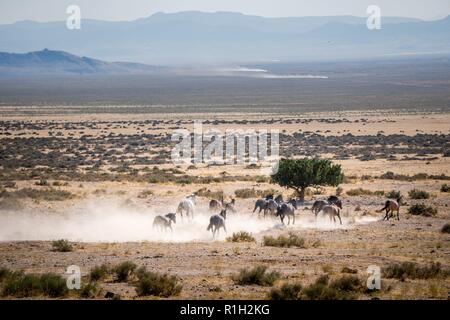 Running Wild Horses Foto Stock