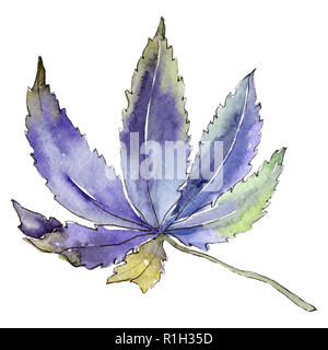 Cannabis viola verde foglia. La cannabis isolato illustrazione elemento. Sfondo illustrazione ad acquerello set. Foto Stock