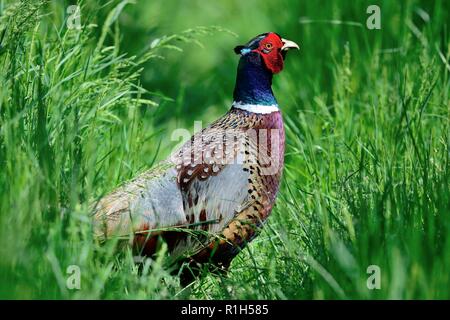 Ritratto di un fagiano comune (Phasianus colchicus) in erba lunga Foto Stock